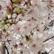 A+ TOKYO オーバーパーフェクションコクーンダウン ホワイト - メルカリ