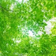 しーちゃんの画像