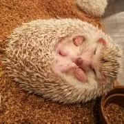 まめたろの画像