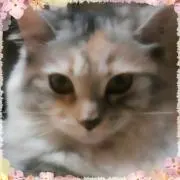 ふぶき