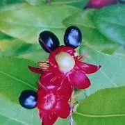 ルイジの画像