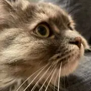 えるまの画像