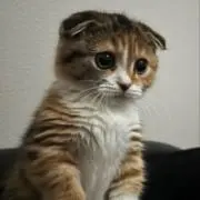 お助け人の画像