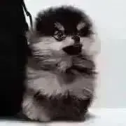 もふの画像