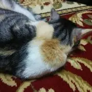 モモ