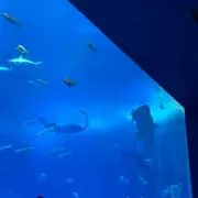 〚さんま〛の画像