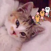 ぽっぽ