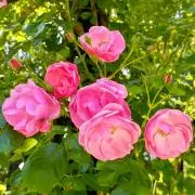 rose(プロフ必読お願いします)の画像