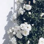 hanaの画像