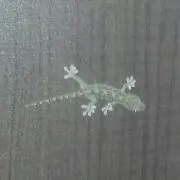 ひぃぃぃし～★の画像