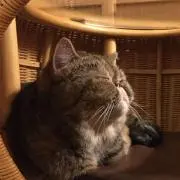ぽん太の画像