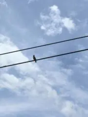 とりの画像