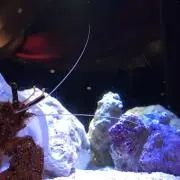 ✨️カニ✨️の画像