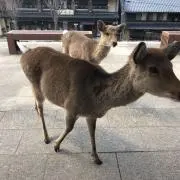 よっしーの画像
