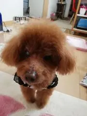 choco419の画像