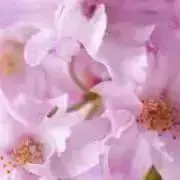 M.Aliの画像