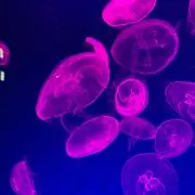 tyの画像