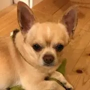 デカチワワ