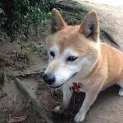 は