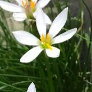 hty