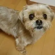 マヒャ