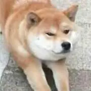 コロちゃんの画像