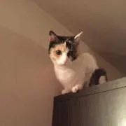 ナポリタン11の画像