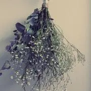 새우の画像