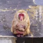 るたわの画像