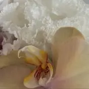 kiyの画像