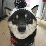 いんこいんこ