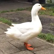ふう