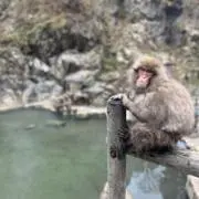 AOの画像