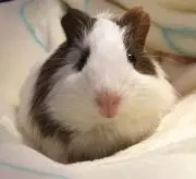 モルたんの画像