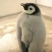 くろまめ