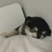 もも