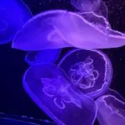 もんたの画像
