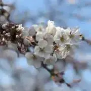 ちぇちぇの画像