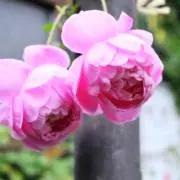 ぽこたん