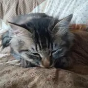 すずの画像