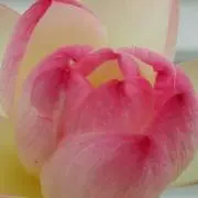 さくらの画像