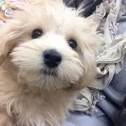 まりこの画像