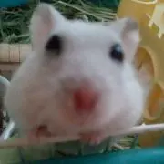 みるの画像