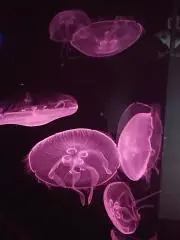 悠の画像