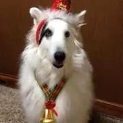 りきじぉ