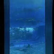 るかの画像
