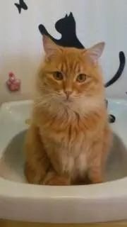 ねこまんまの画像