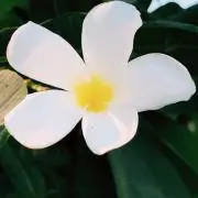 Ｓss☆の画像