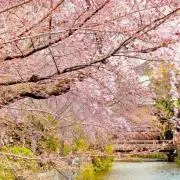 桜˚✧₊⁎⁺˳✧༚