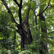 ●サンタ●の画像